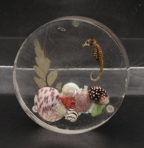 Vintage Sea Specimens in Acrylic Paperweight