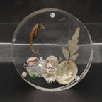 Vintage Sea Specimens in Acrylic Paperweight