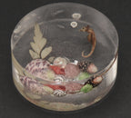 Vintage Sea Specimens in Acrylic Paperweight